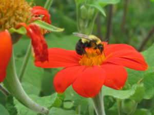 Bee on a Flower
