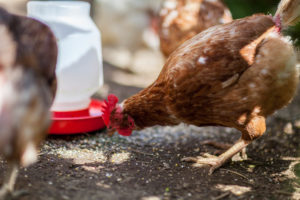 Chicken pecking grain at Prescott Farm Environmental Education Center