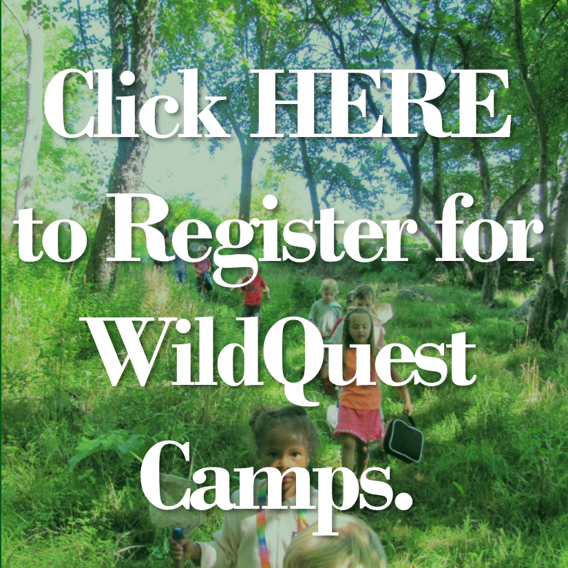 Click Here to register for WildQuest Camps