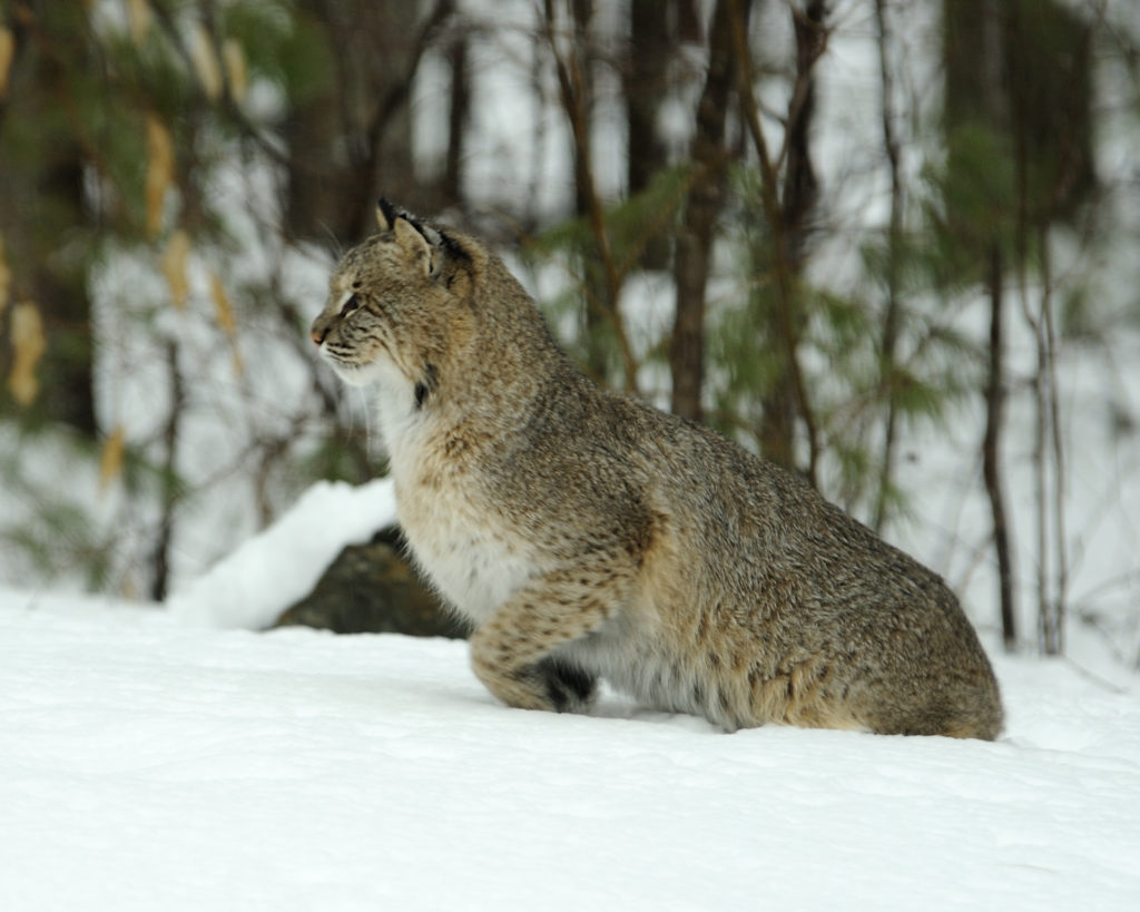 Understanding Bobcats in New Hampshire - Prescott Farm